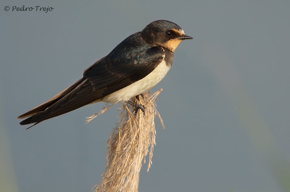 Golondrina comun (Hirundo rustica)